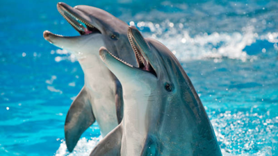 Dolphin shelling behaviour: Scientists just caught mother dolphins teaching their calves this rare hunting trick on camera