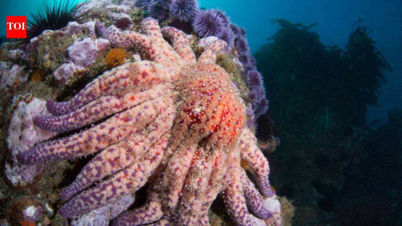 More than 99% of California’s sunflower sea stars vanished, now scientists have found a mysterious colony that could help revive dying kelp forests