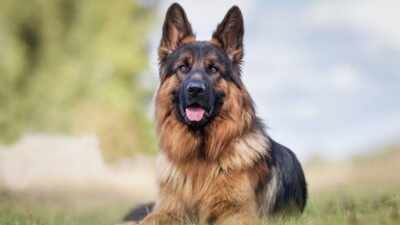 <b>German Shepherd in India: Is this hugely popular breed really built for our climate?</b>