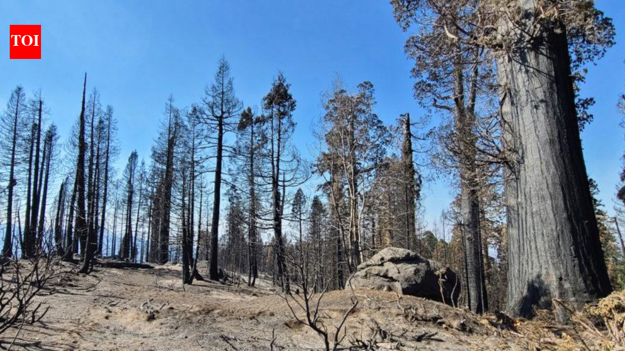 Donors raised $15.65M to save a giant California sequoia grove