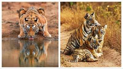 Every great wildlife shot tells a story