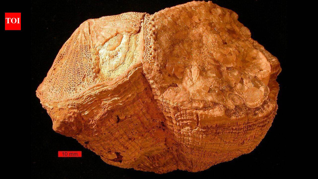 70 million years ago, Earth had 372 days a year, with days lasting 23 hours