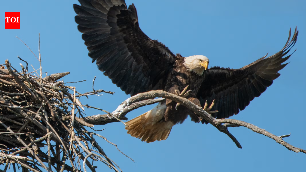Washington man accused of shooting bald eagle found near his chickens now faces federal charges