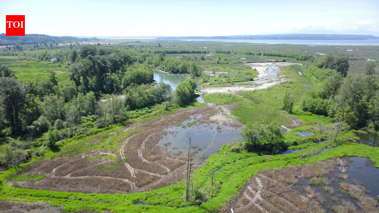 In June 2026, Washington began restoring 270 acres across two river islands; the project will...