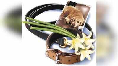 Owner challenges GVC’s clean chit to vet after labrador’s cancer death