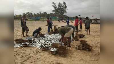 Bumper catch draws Salcete youth to fish trade