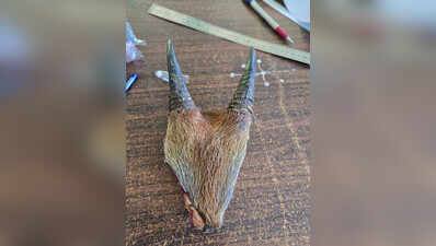 Man arrested for ‘poaching’ serow in Mizoram’s Kolasib