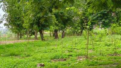 Kashi to set up Vande Mataram Vatika with 150 saplings on Aug 15