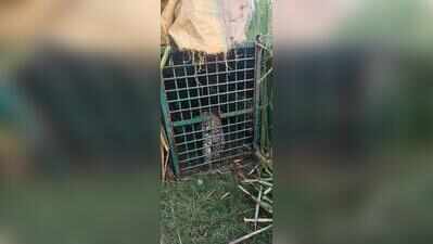 Female leopard trapped in Bahraich village after days of panic