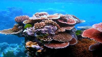 In 2025, coral cover in the Great Barrier Reef’s northern region fell to 30% after its largest annual decline on record; a year later, surveys of 192 reefs found it had risen to 35.1% despite another bleaching event
