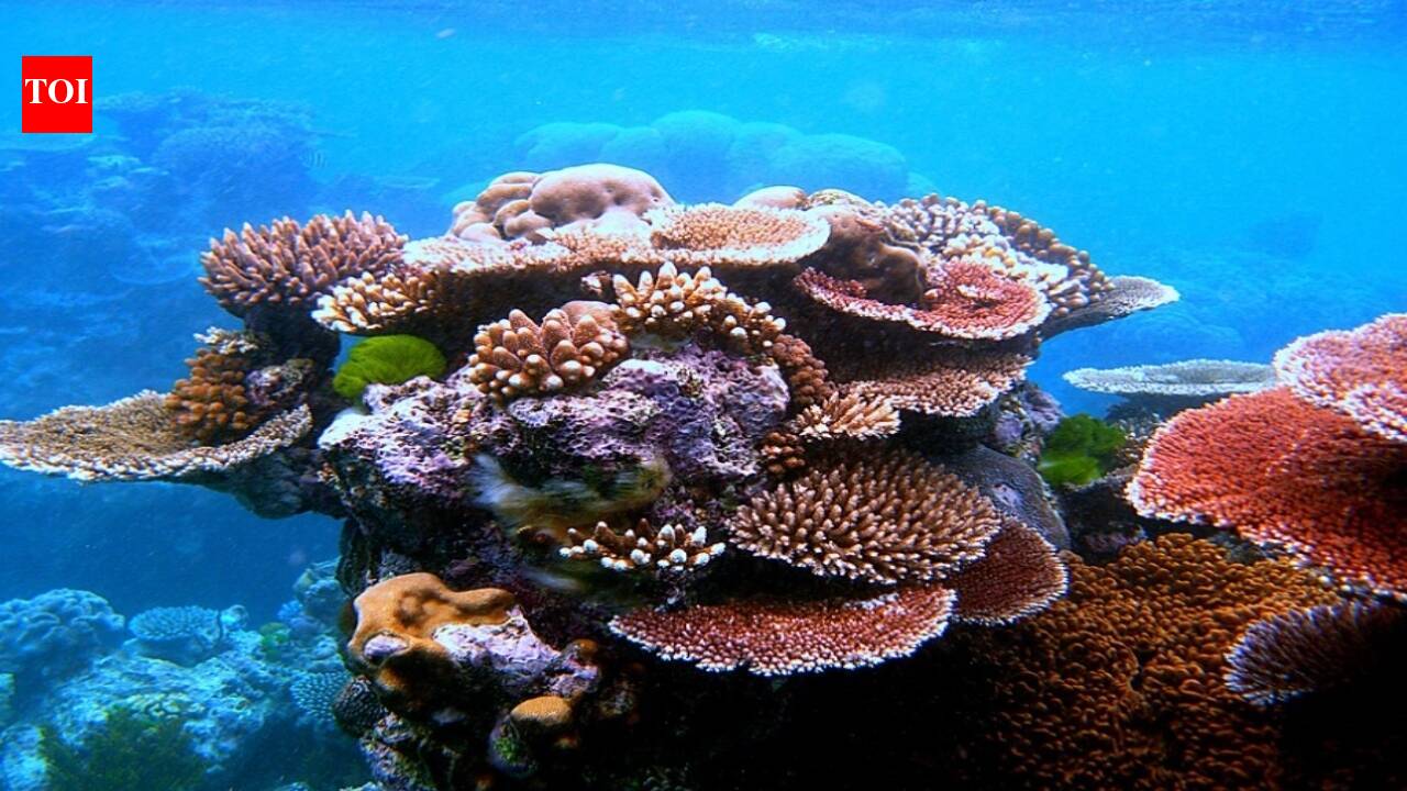 Great Barrier Reef coral cover rebounds to 35.1% despite bleaching