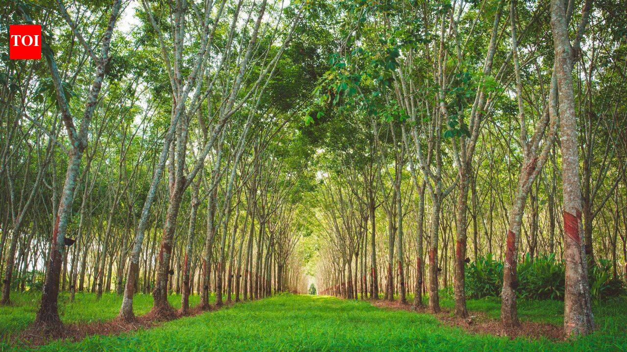 Ohio family restores 60 acres of abandoned mine land with native trees