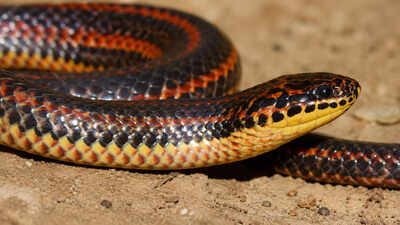 Florida’s rainbow snake reappeared after 51 years, and one photograph confirmed it
