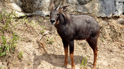 Man gets arrested for killing Mizoram's state animal Serow: What is it and why it's at risk