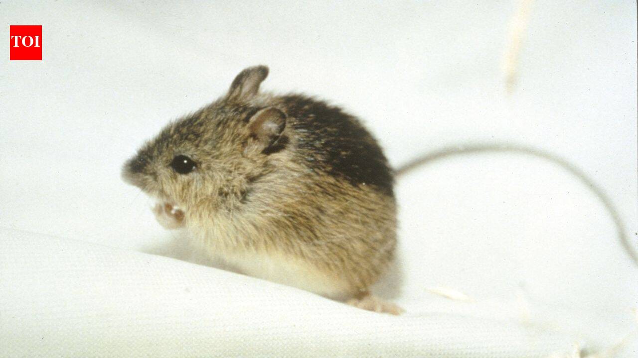 Colorado’s 2024 restoration efforts for Preble’s mouse gain momentum with new habitat project