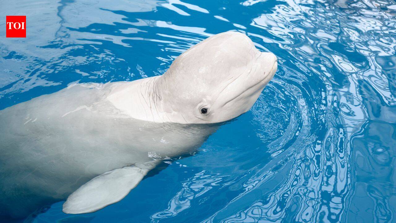 Beluga whales may recognise themselves after 98-session study