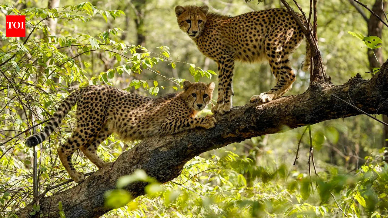 Why MP's Kuno cheetahs keep running off to Rajasthan