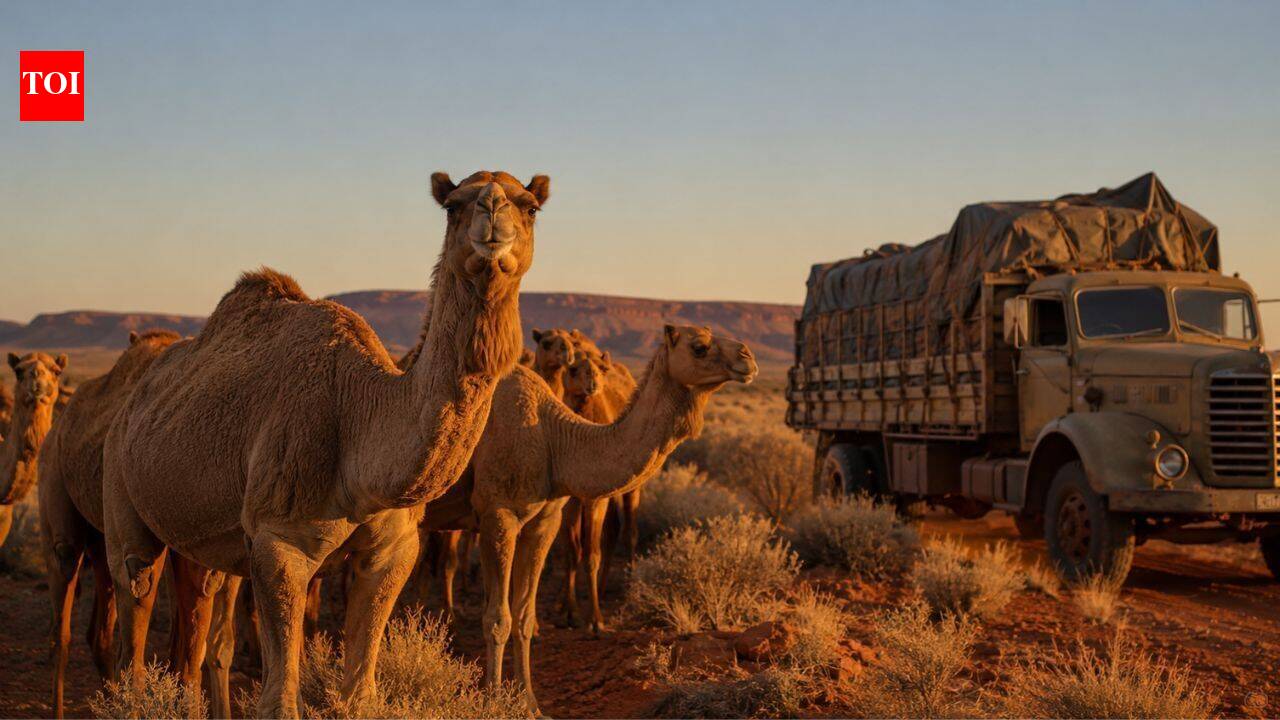 Australia’s feral camels roamed free for decades. Now Gulf breeders want them