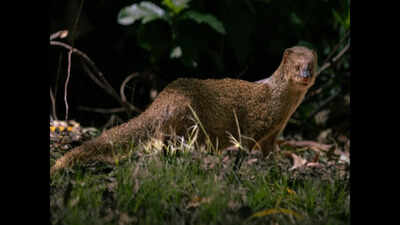 Puerto Rico introduced small Indian mongooses to control rats in sugarcane fields; today, they are the island’s main wildlife reservoir for rabies