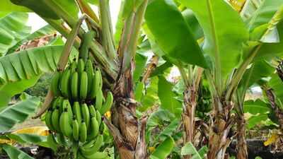 Bananas are fruiting in UK gardens after heatwaves: Why experts say this is unusual