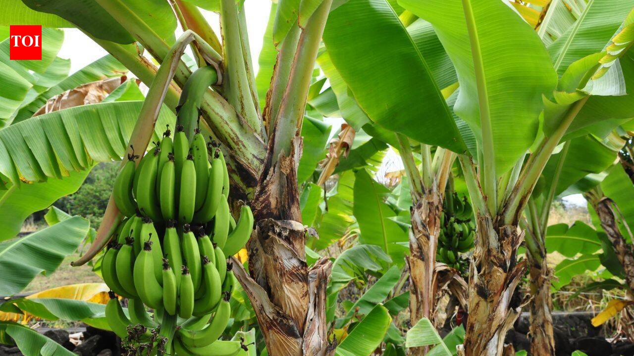 UK heatwaves help bananas fruit, experts explain why it’s unusual