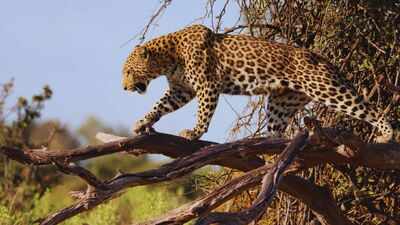 Where leopards lounge on trees and the jungle meets the sea: Why Sri Lanka's Yala National Park is more than a wildlife safari experience