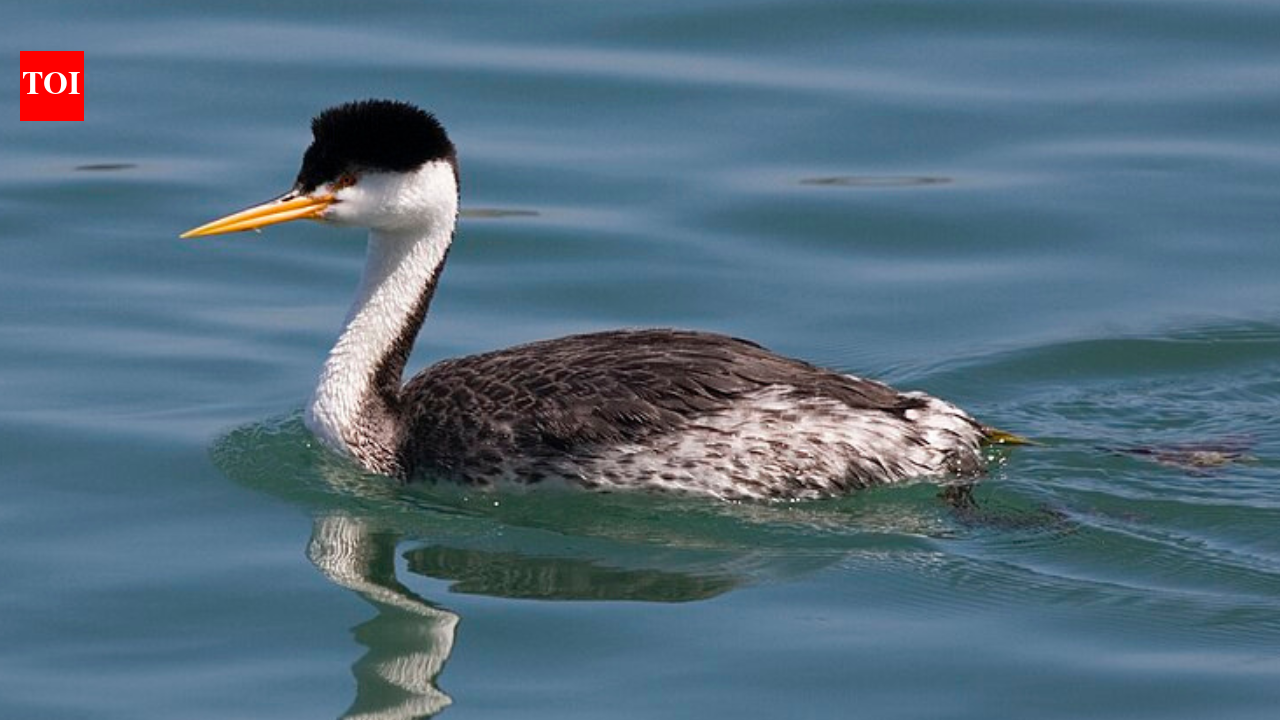 In 1949, officials sprayed a california lake with ddd, water tests looked safe, but the chemical reached 1,600 ppm in grebe fat