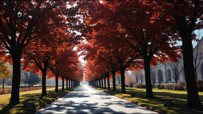 Washington planted 507 Norway maples to honour WWI soldiers in 1920, but the trees later spread into Rock Creek Park