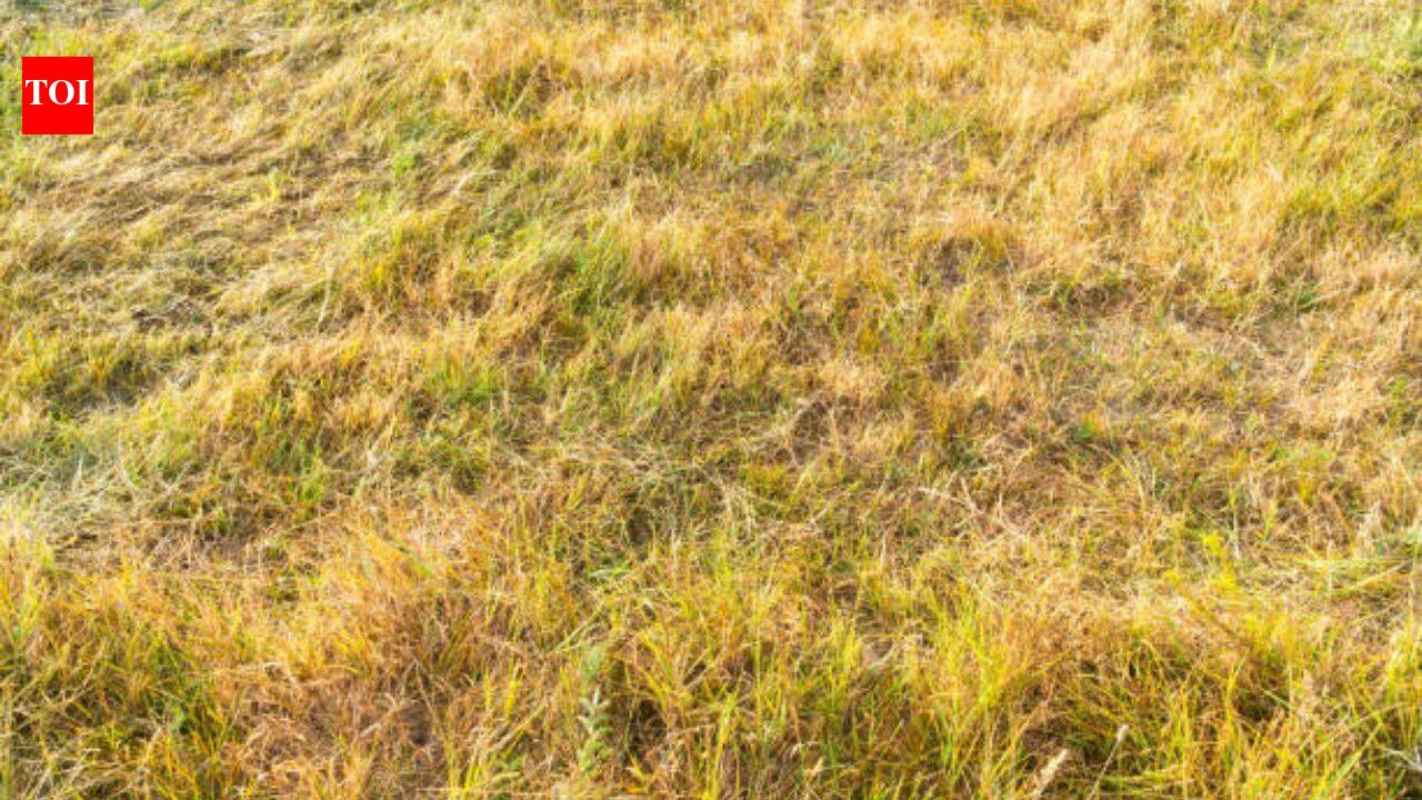 Why has Britain's grass turned yellow? Scientists warn about the future of the island after 'driest month ever'