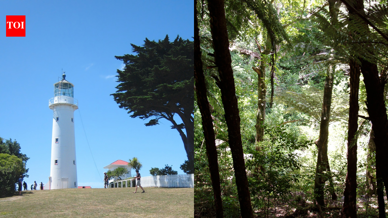 In 1980, a New Zealand lighthouse keeper stayed after automation ended his job; he later helped lead a restoration effort that planted 283,000 native trees