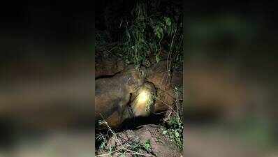 Elephant, calf rescued from open well