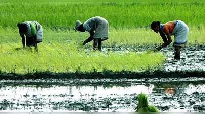 Sribhumi bets big on sali paddy; water stress looms over farmers