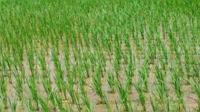 Sribhumi bets big on sali paddy; water stress looms over farmers