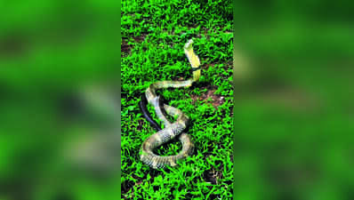 Snake bite now a notifiable disease in Goa