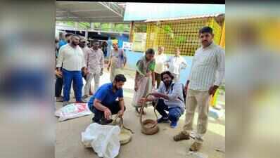 Seven snakes rescued from charmers ahead of Nag Panchami
