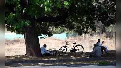 Enthusiasts to recognise trees with rare stories to tell