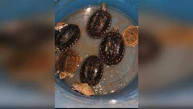 Viral Instagram reel leads to wildlife crime detection in Karnal, 8 protected turtles recovered