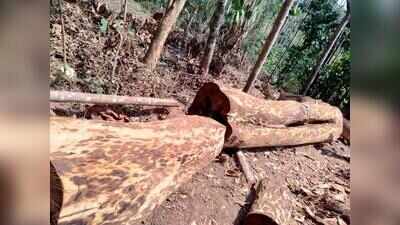 Urban tree felling in Punjab to need tree officer's nod