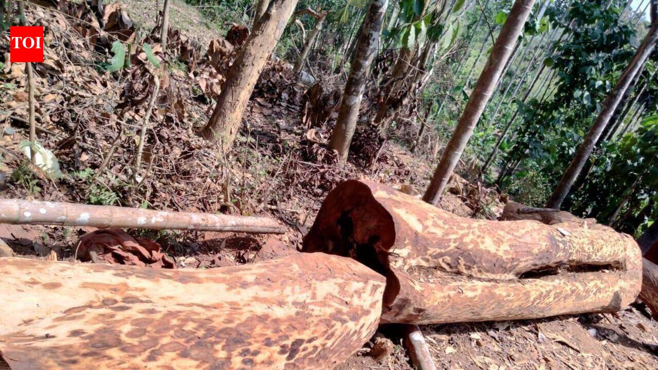 Muttil tree felling: Kerala HC reserves order in plea for stay on cheating case