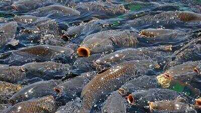 About 90% of fish found dead along stretches of the Mississippi River were invasive silver and bighead carp, while native species are handling the harsh conditions better