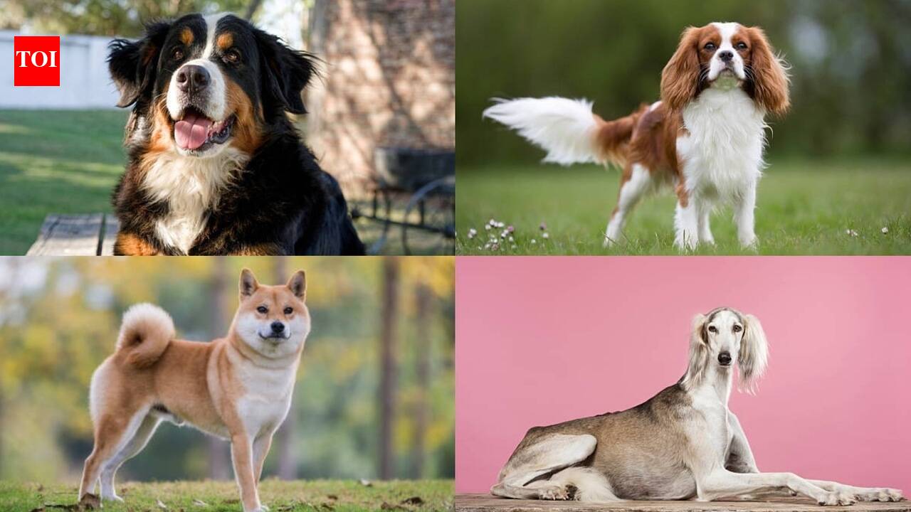 7 quiet dog breeds that make great companions for families