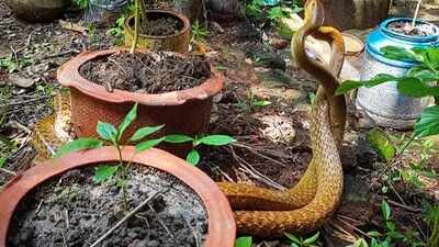 6 hidden things in Indian homes that attract snakes