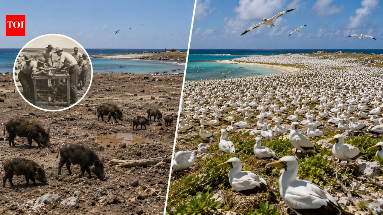 In 1958, 58 pigs were removed from Clipperton, helping seabirds grow to 137,000
