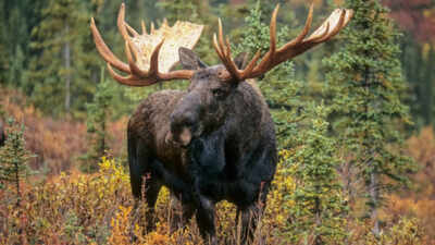 Newfoundland introduced moose in 1878, today, the population of 11,000 is on the verge of eradicating the island's forests