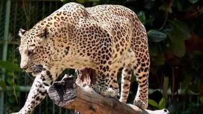 Woman and 7-year-old boy killed in separate leopard attacks in Katarniaghat of Bahraich