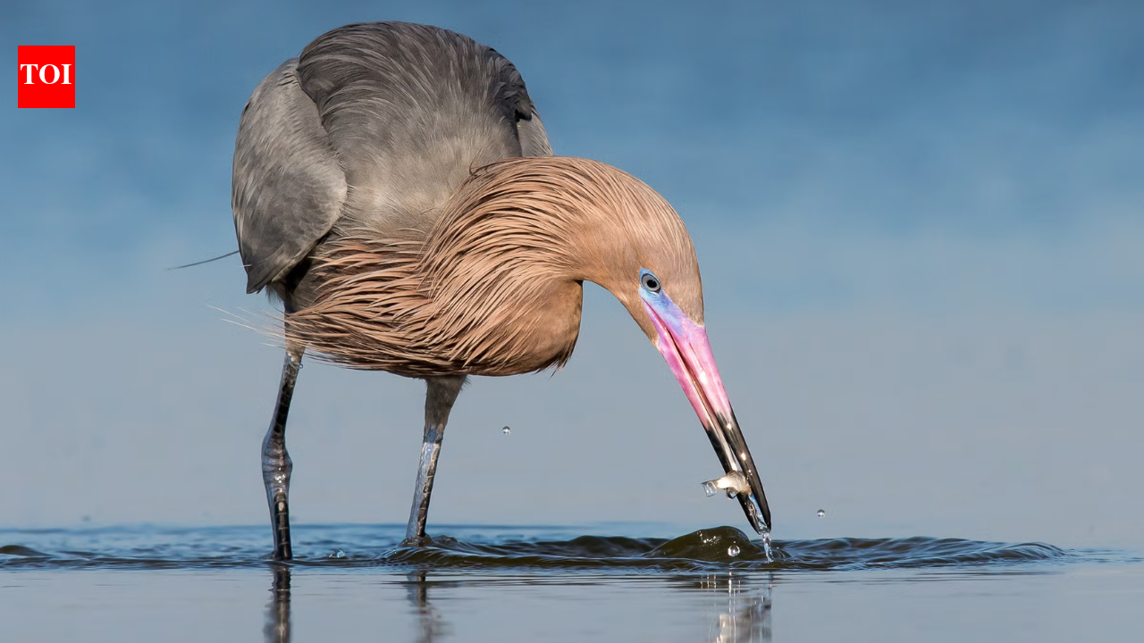 In 1923, wardens began protecting a 35-acre Texas island where last reddish egrets survived