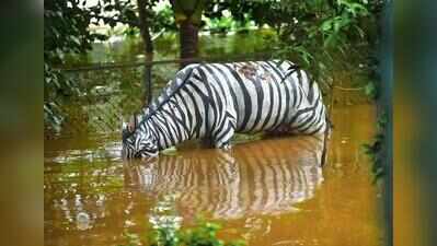 Zebras to return to Thiruvananthapuram zoo after nine years