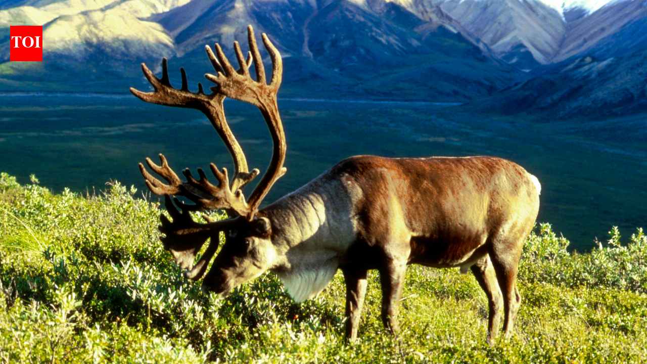 In 1958, the US moved 25 caribou to an Alaska island as emergency food for military personnel