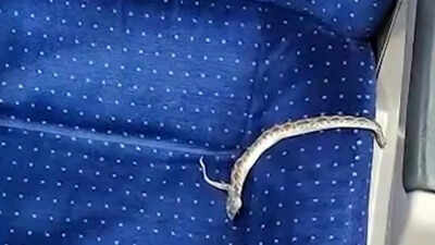 Passengers panic as dead viper spotted on Bengaluru-bound Vande Bharat seat