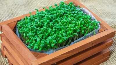 <b>Micro gardening at home: A step-by-step beginner's guide</b>